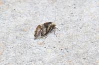 Loensia fasciata