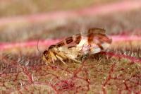 Graphopsocus cruciatus