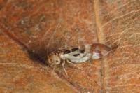 Graphopsocus cruciatus