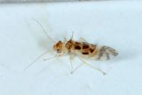 Graphopsocus cruciatus