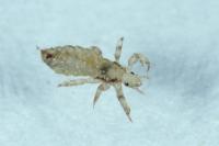 Pediculus humanus