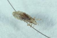 Pediculus humanus