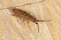 Orchesella villosa