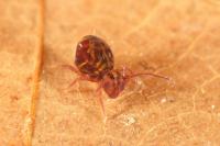 Dicyrtomina ornata