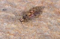 Ectopsocus petersi