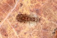 Ectopsocus petersi