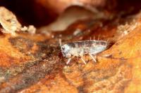 Lepidocyrtus paradoxus