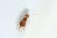 Ectopsocus briggsi