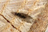 Ectopsocus briggsi