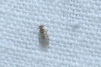 Ectopsocus briggsi