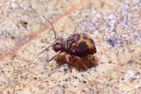 Dicyrtomina ornata