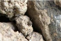 Fasciosminthurus quinquefasciatus