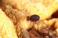 Dicyrtoma fusca