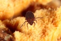Dicyrtoma fusca