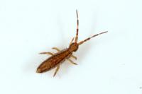 Orchesella flavescens