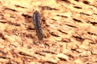 Vertagopus arboreus