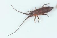 Pogonognathellus longicornis