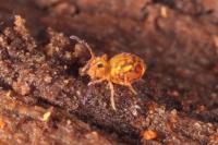 Dicyrtomina ornata