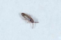 Lepidocyrtus curvicollis