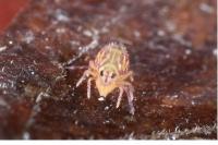 Dicyrtomina ornata