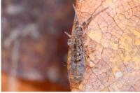 Orchesella villosa