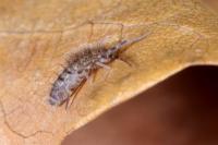 Orchesella villosa