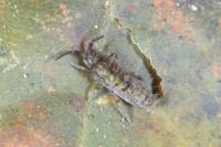 Orchesella villosa