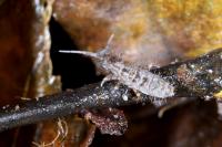Orchesella villosa