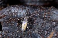 Tomocerus minor
