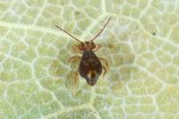 Dicyrtomina ornata