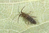 Orchesella villosa