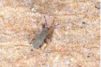 Entomobrya marginata