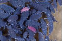 Brachystomella parvula