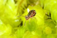 Dicyrtomina ornata