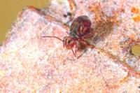 Dicyrtomina ornata