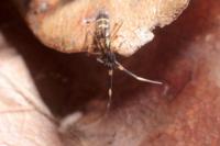 Orchesella flavescens