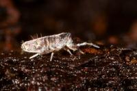 Lepidocyrtus curvicollis