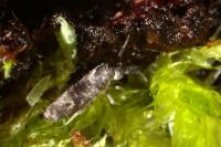 Lepidocyrtus curvicollis