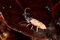 Tomocerus minor