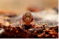Dicyrtomina ornata