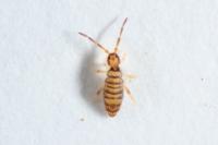 Entomobrya multifasciata