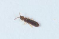 Vertagopus arboreus