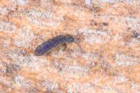 Vertagopus arboreus