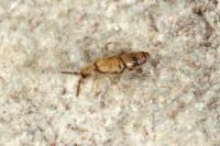 Willowsia nigromaculata
