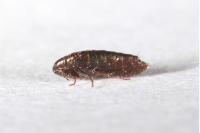 Ceratophyllus gallinae