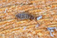 Entomobrya multifasciata
