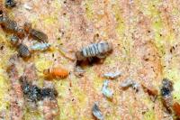 Entomobrya atrocincta