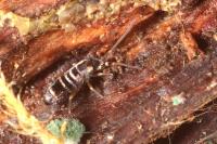 Tomocerus vulgaris
