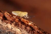 Lepidocyrtus curvicollis