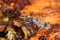 Orchesella flavescens